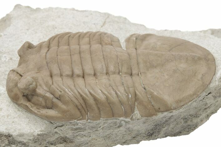 Prone Asaphus Plautini Trilobite Fossil - Russia #200407